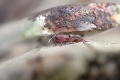 Diocalandra frumenti