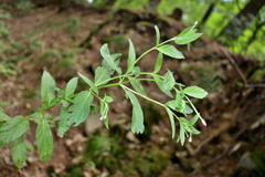 Epilobium roseum