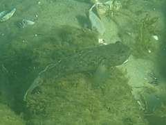 Neogobius melanostomus