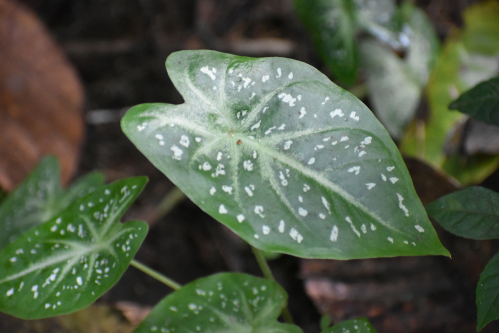 Caladium humboldtii (Caladium humboldtii)