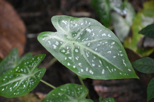Image of Caladium humboldtii by (c) Gannu03, some rights reserved (CC BY-SA)