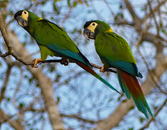 Primolius auricollis