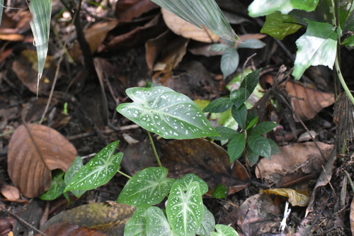 Image of Caladium humboldtii by (c) Gannu03, some rights reserved (CC BY-SA)