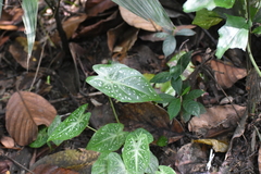 Caladium humboldtii