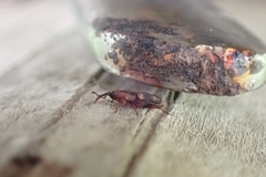 Diocalandra frumenti