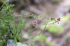 Fumaria rostellata