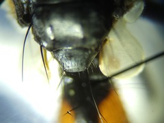 Cylindromyia interrupta