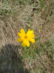 Coreopsis