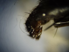 Cylindromyia interrupta