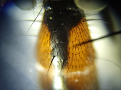 Cylindromyia interrupta