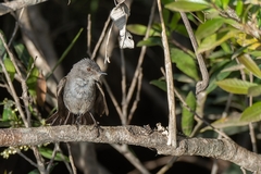Serpophaga nigricans