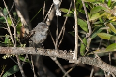 Serpophaga nigricans