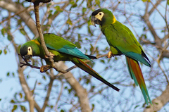 Primolius auricollis