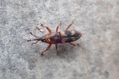 Diocalandra frumenti