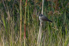 Serpophaga nigricans