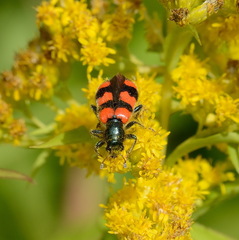 Trichodes apiarius