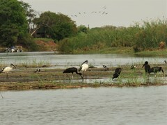 Threskiornis aethiopicus