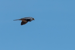 Falco femoralis