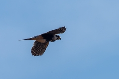 Falco femoralis