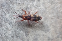 Diocalandra frumenti