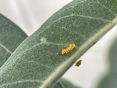 Coccinellidae