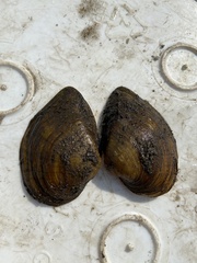 Truncilla truncata