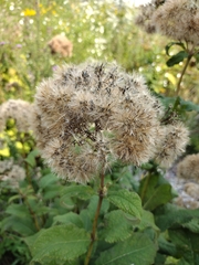 Eupatorieae