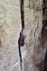 Diocalandra frumenti