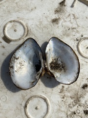 Truncilla truncata
