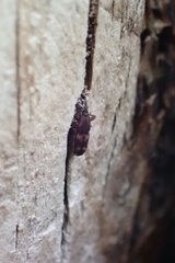 Diocalandra frumenti