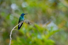 Colibri serrirostris