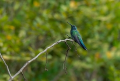 Colibri serrirostris