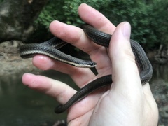 Regina septemvittata