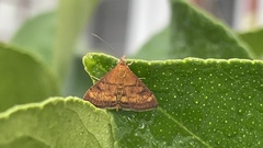 Pyrausta californicalis