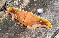 Antheraea