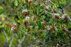Calliphlox amethystina