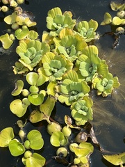 Pistia