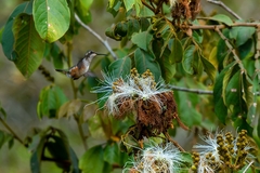 Calliphlox amethystina