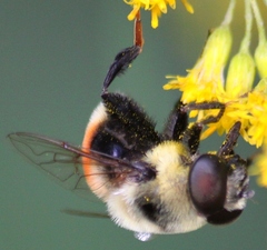 Eristalis flavipes