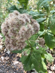 Eutrochium purpureum