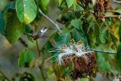 Calliphlox amethystina