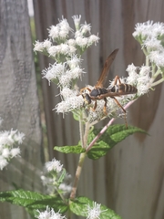 Polistes fuscatus
