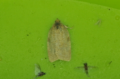 Aphelia alleniana