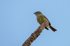 Phyllomyias fasciatus