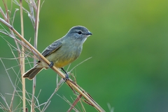 Phyllomyias fasciatus