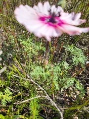 Monsonia speciosa