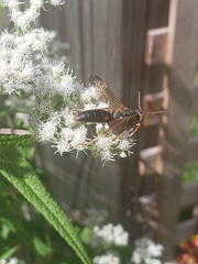 Polistes fuscatus