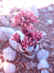 Crassula columnaris