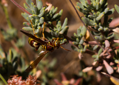 Polistes dorsalis californicus