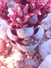Crassula columnaris